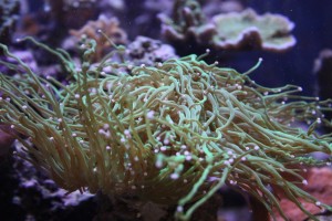 Green Torch Coral with Long Tentacles