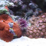 Purple Tube Worm in Mixed Reef