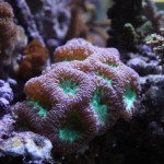Green Blasto in nano reef