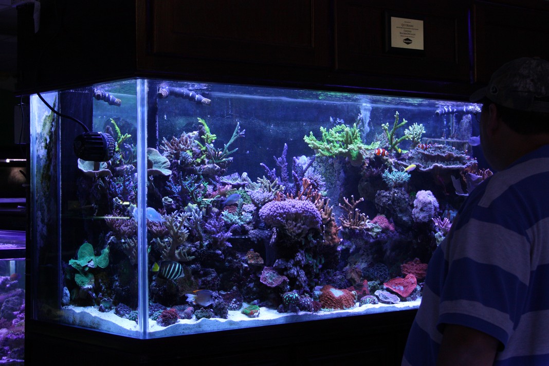 SPS Dominated Display Reef Aquarium