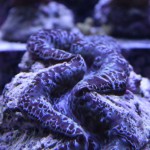 Large Maxima clam in shallow aquarium
