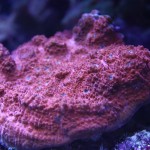 Red chalice coral