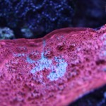 Red and Green chalice coral