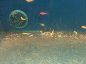 Dead Fish and Excess Fish Food in Walmart Aquariums