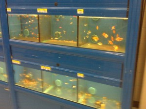 Walmart Aquariums Freshwater Aquariums