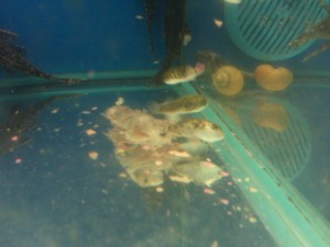 Decaying Dead Fish in Walmart Aquariums