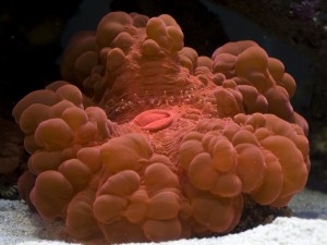 Red Cynaria Doughnut Coral