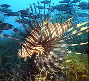 Volitan Lionfish in Atlantic Waters