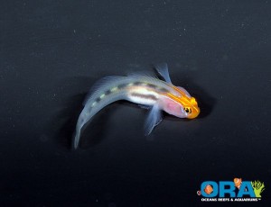 ORA Red Head Goby