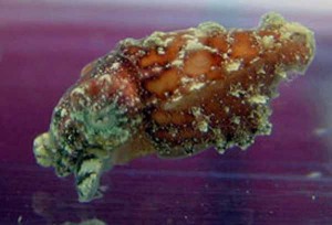Dwarf Cuttlefish Baby