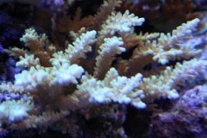 Acropora Coral in Mixed Reef