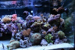 Mixed Reef Aquarium