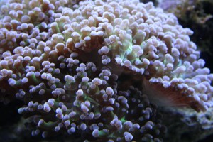 Green and Pink Frogspawn Colony