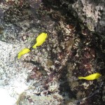 Yellow Tangs at the Georgia Aquarium
