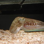 Cuttlefish Display Tank
