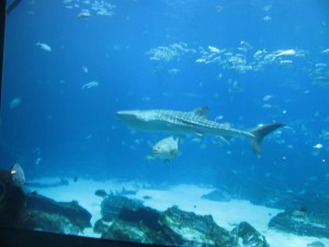 Whale Shark Exhibit at the Georgia Aquarium