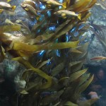 Kelp Exhibit at the Georgia Aquarium