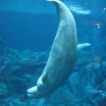 Beluga Showing Off at the Georgia Aquarium