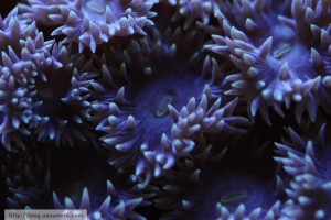 Purple Duncanopsammia axifuga