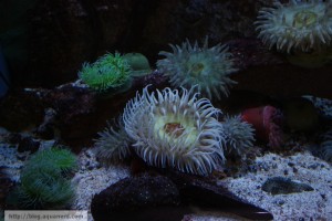 Coldwater Anemone Aquarium
