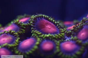 Colorful Zoanthids