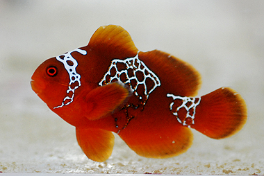 Misconceptions About Designer Fish Aquanerd