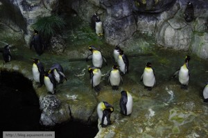 Moody Gardens Penguin Exhibit