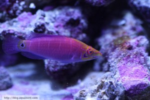 Mystery Wrasse