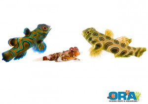 ORA Mandarin Goby