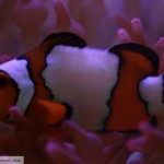 Snowflake Clownfish in RBTA