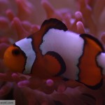 Snowflake Clownfish in RBTA