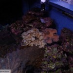 Soft Coral Reef Tank
