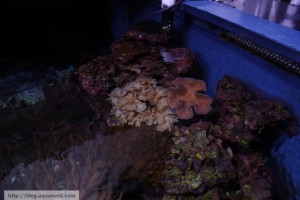 Soft Coral Reef Tank