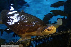 Turtle in South Pacific Aquarium
