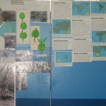 WWF Wetland Center Magrove Posters