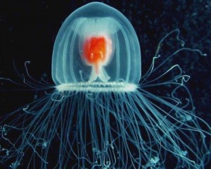 Turritopsis Nutricula Jellyfish