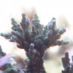 Blue and Green Acropora