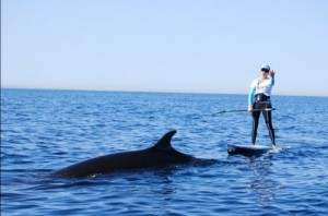 Minke Whale and Standup-Paddler