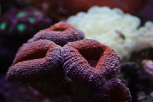 Red Lobophyllia Coral