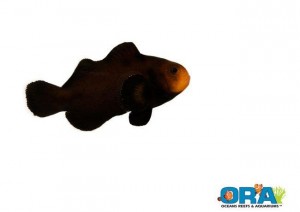 ORA Midnight Clownfish