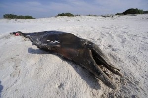 Dead Dolphin on Beach in the Gulf of Mexico