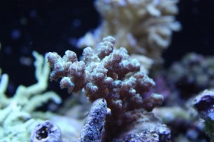 Acropora sarmentosa Coral