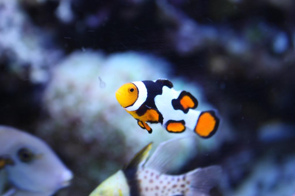 Picture of the Week, ORA Grade A Picasso Clownfish | AquaNerd