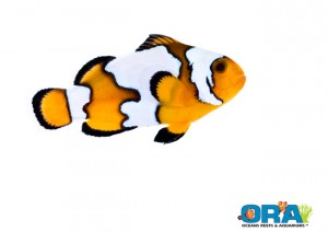 ORA's new Black Ice Semi-Snowflake Clownfish