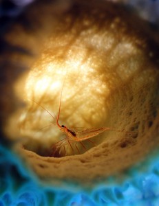 Nat Geo Global Photo Contest Winner: Peppermint Shrimp in Sponge