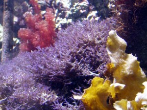 Beautiful Purple Macroalgae in Display Aquarium