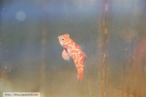 Red Mandarin Dragonette from Sea Dwelling Creatures