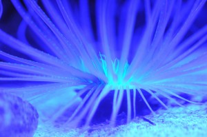 Tube Anemone Glowing Under Ecoxotic LED Photon Cannon