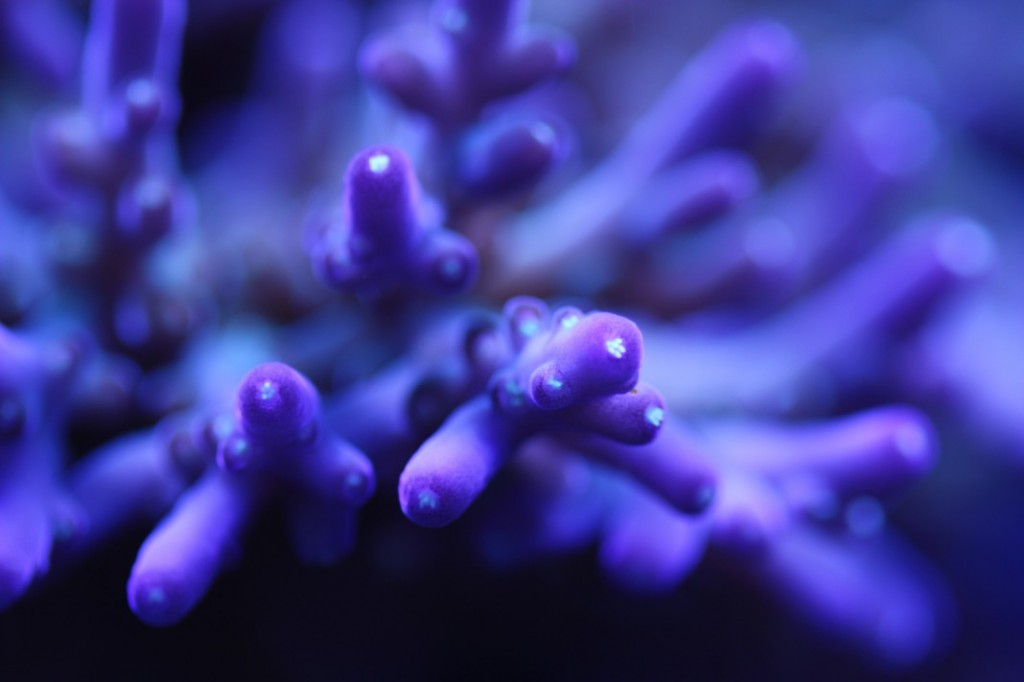 Picture of the Week, Acropora Granulosa, Acro Pest | AquaNerd