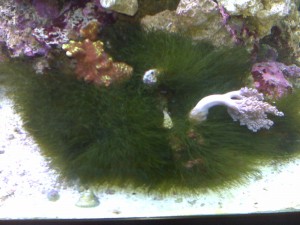 Display Aquarium with Algae